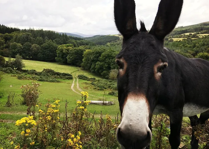Clara Vale Retreat Rathdrum